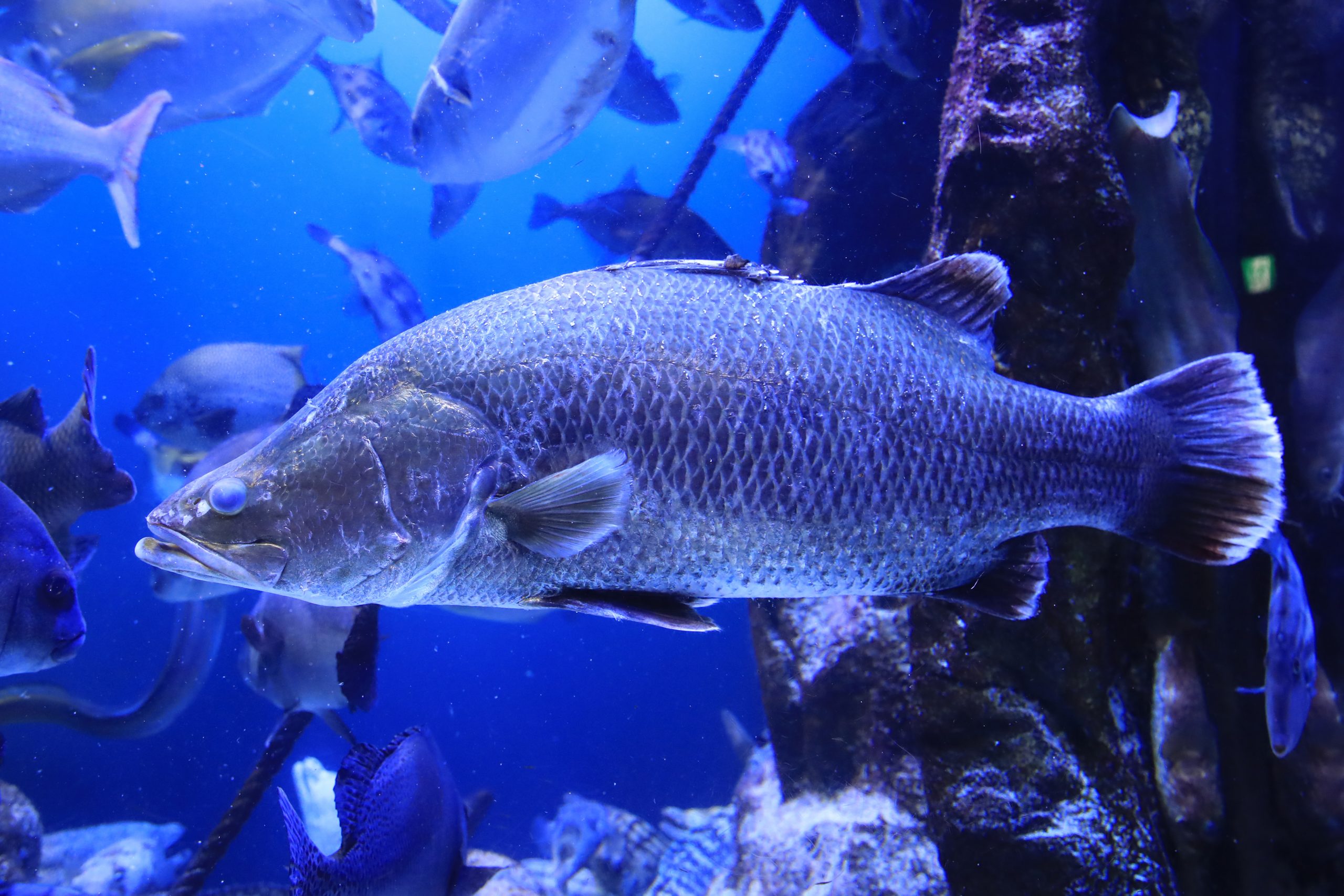 アカメ - 生きもの図鑑 鳥羽水族館